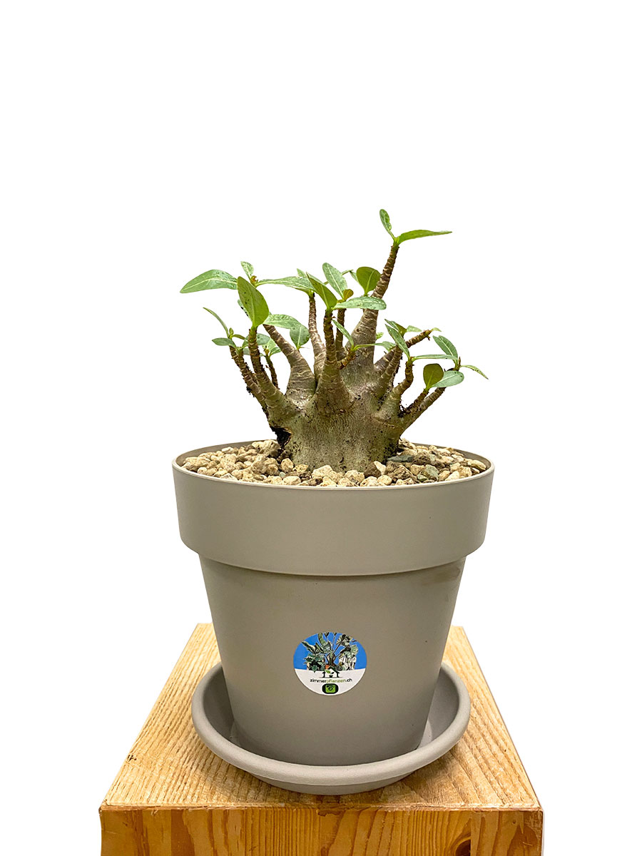 Wüstenrose Adenium Arabicum Baobab