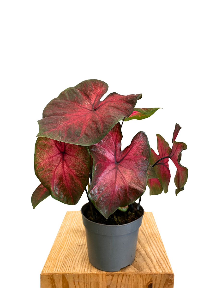Caladium Postman Joyner