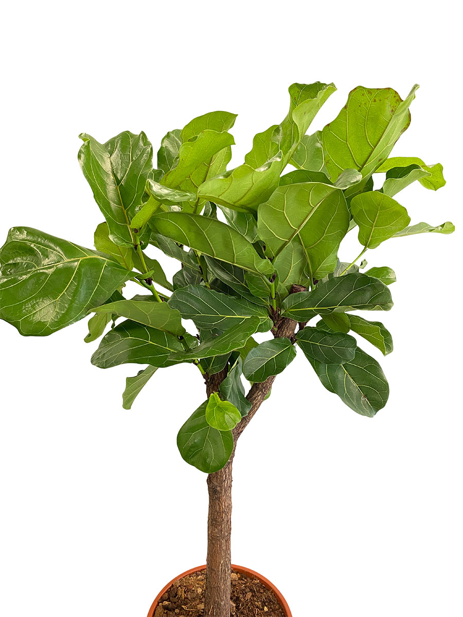 Geigenfeige Ficus lyrata Stamm