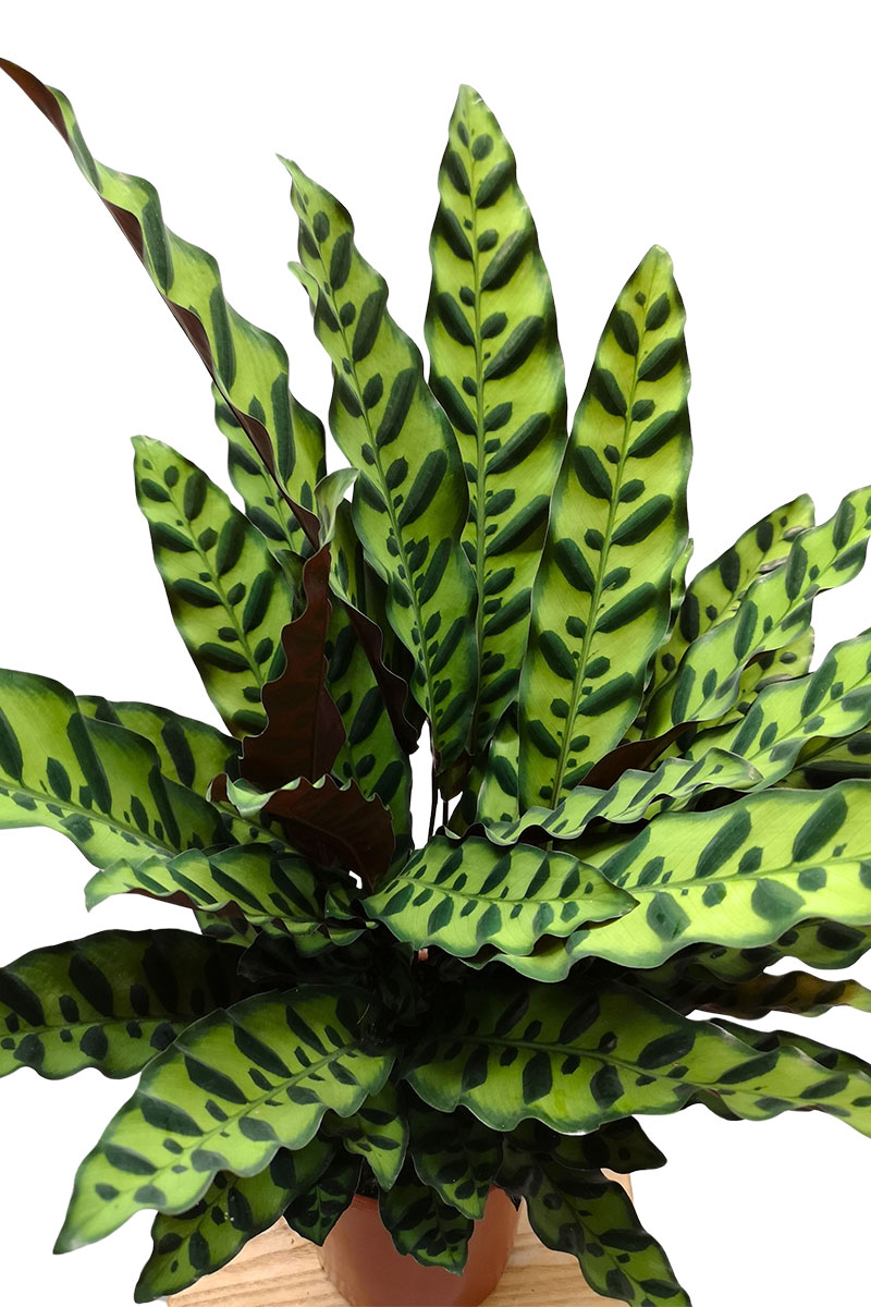 Calathea Lancifolia