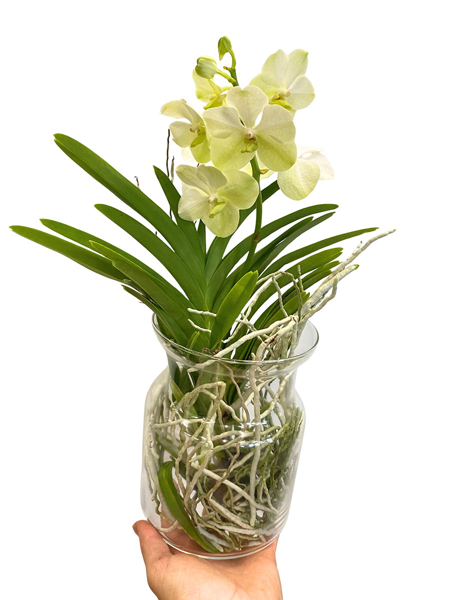 Vanda Bose Orchidee Gelb im Glas