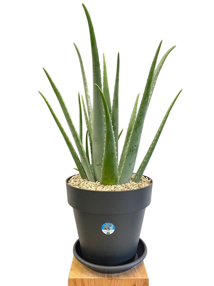 Echte Aloe Vera Bio