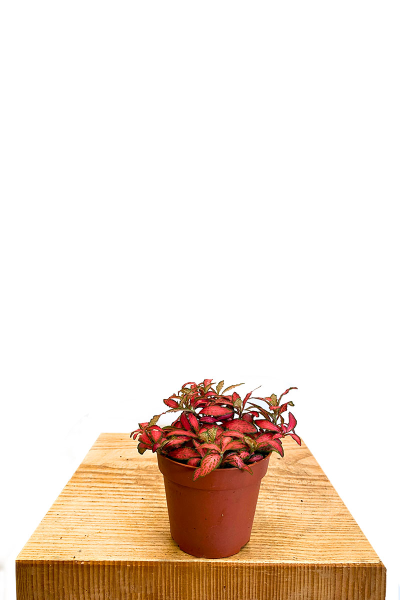 Fittonia Forest Flame