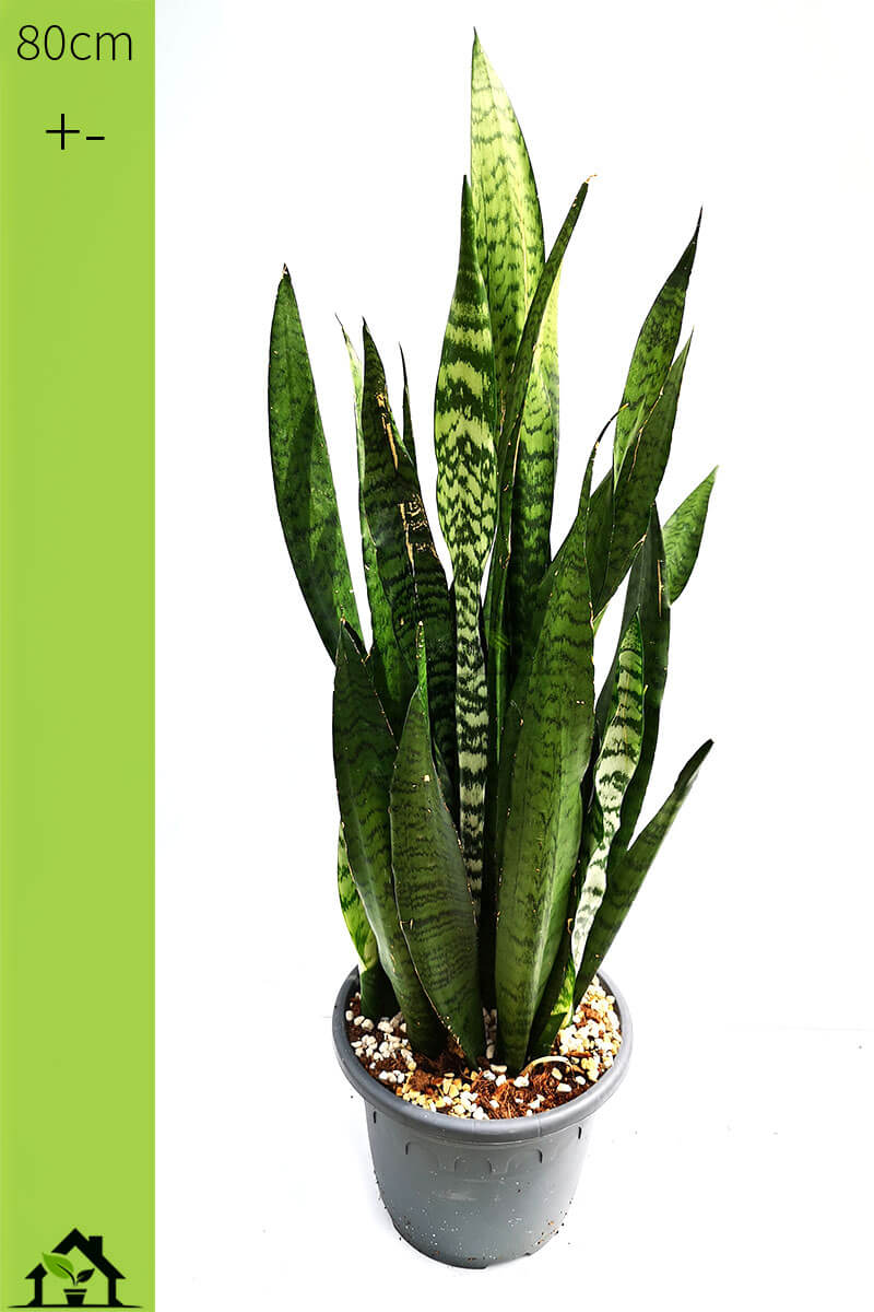 sansevieria-bogenhanf-01-zeylanica-80cm-kaufen-auf-zimmerpflanzen.ch-dem-schweizer-zimmerpflanzen-zimmerpflanze-gruenpflanzen-topfpflanzen-bueropflanzen-shop-onlineshop-bestellen-schweiz