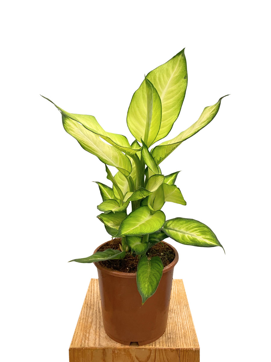 Dieffenbachia Summer Style - Ø17 cm