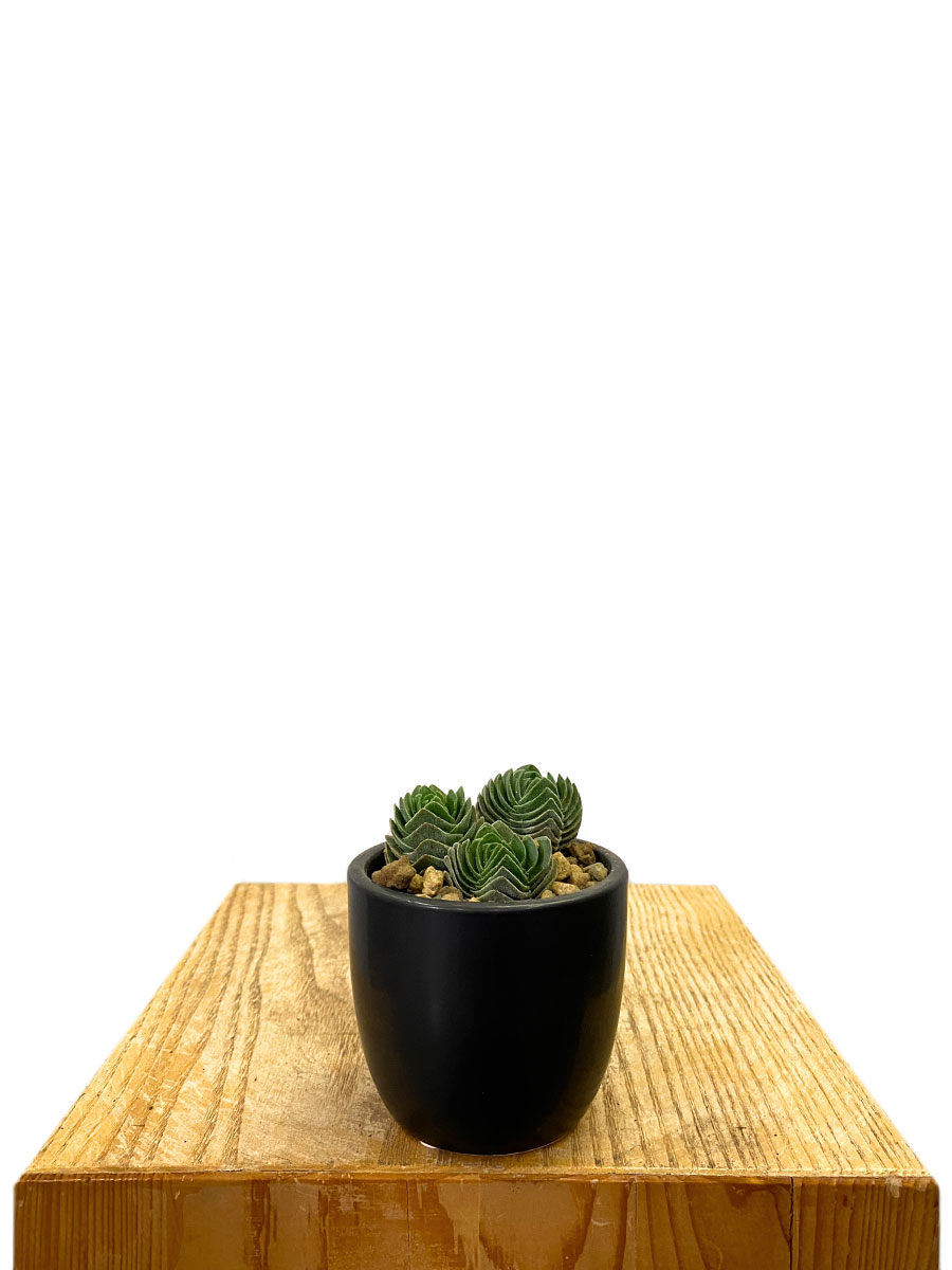 Crassula Buddha's Temple Keramik