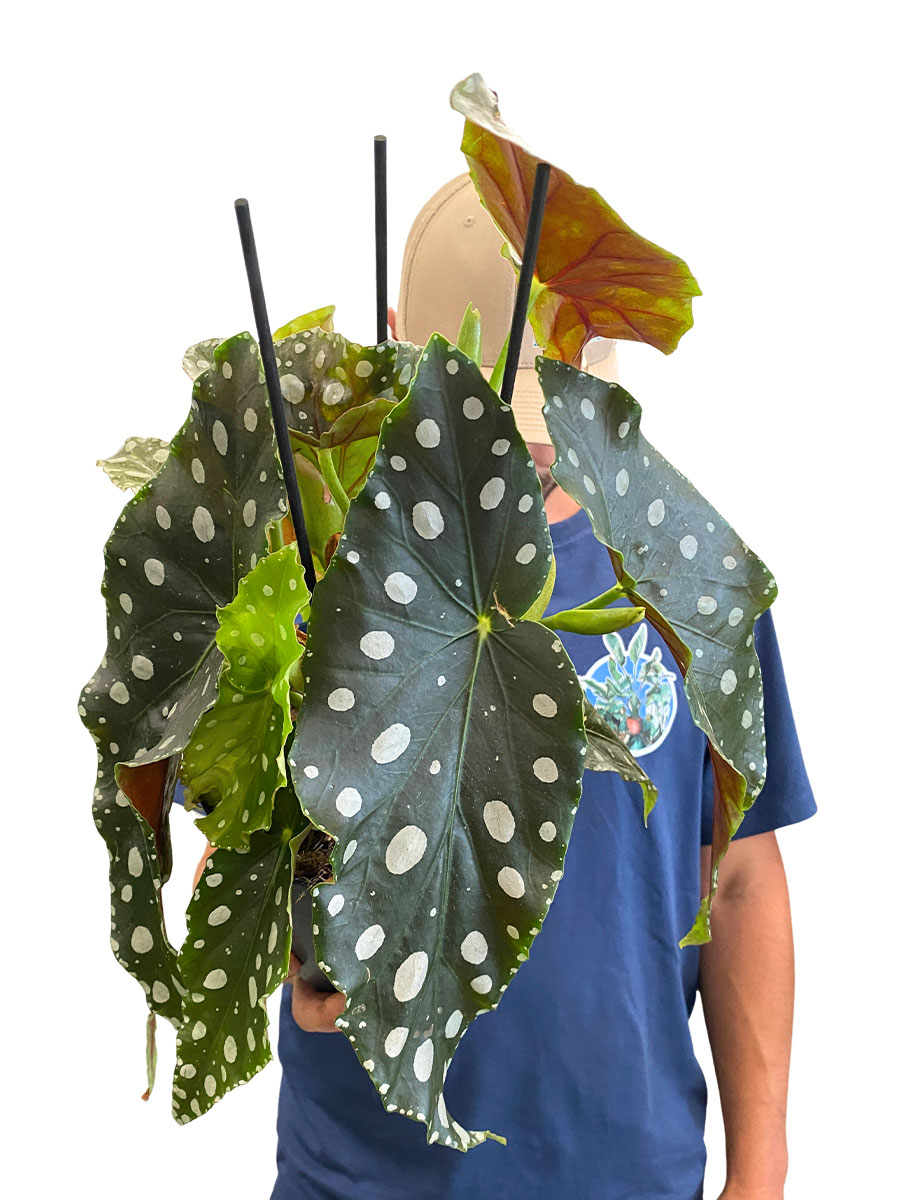 Begonia Maculata Mega Dot