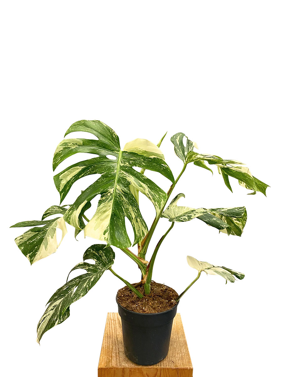 Monstera Deliciosa Variegata 50cm