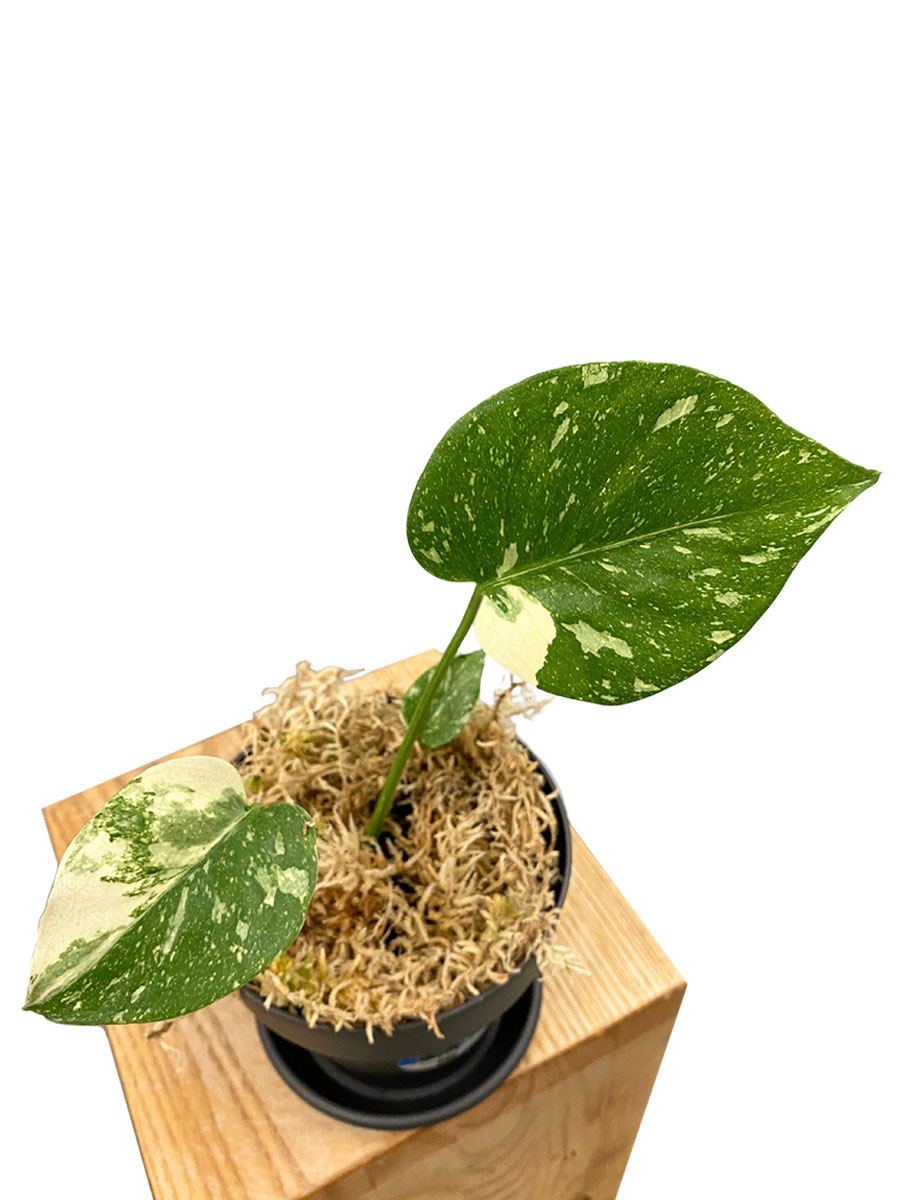 Monstera Thai Constellation