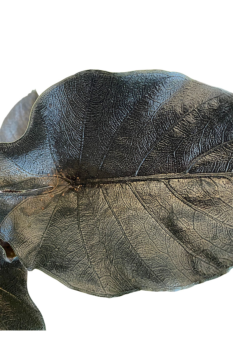 Alocasia Antoro Velvet Alocasia Antoro Velvet