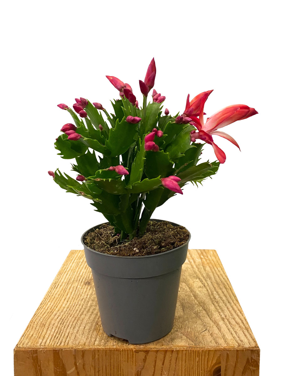 Schlumbergera Truncata Flame Red