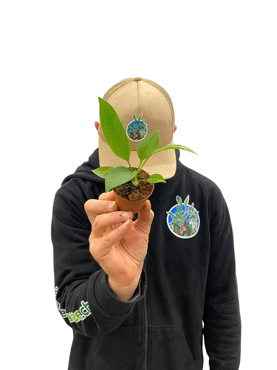 Baby Anthurium Vittarifolium