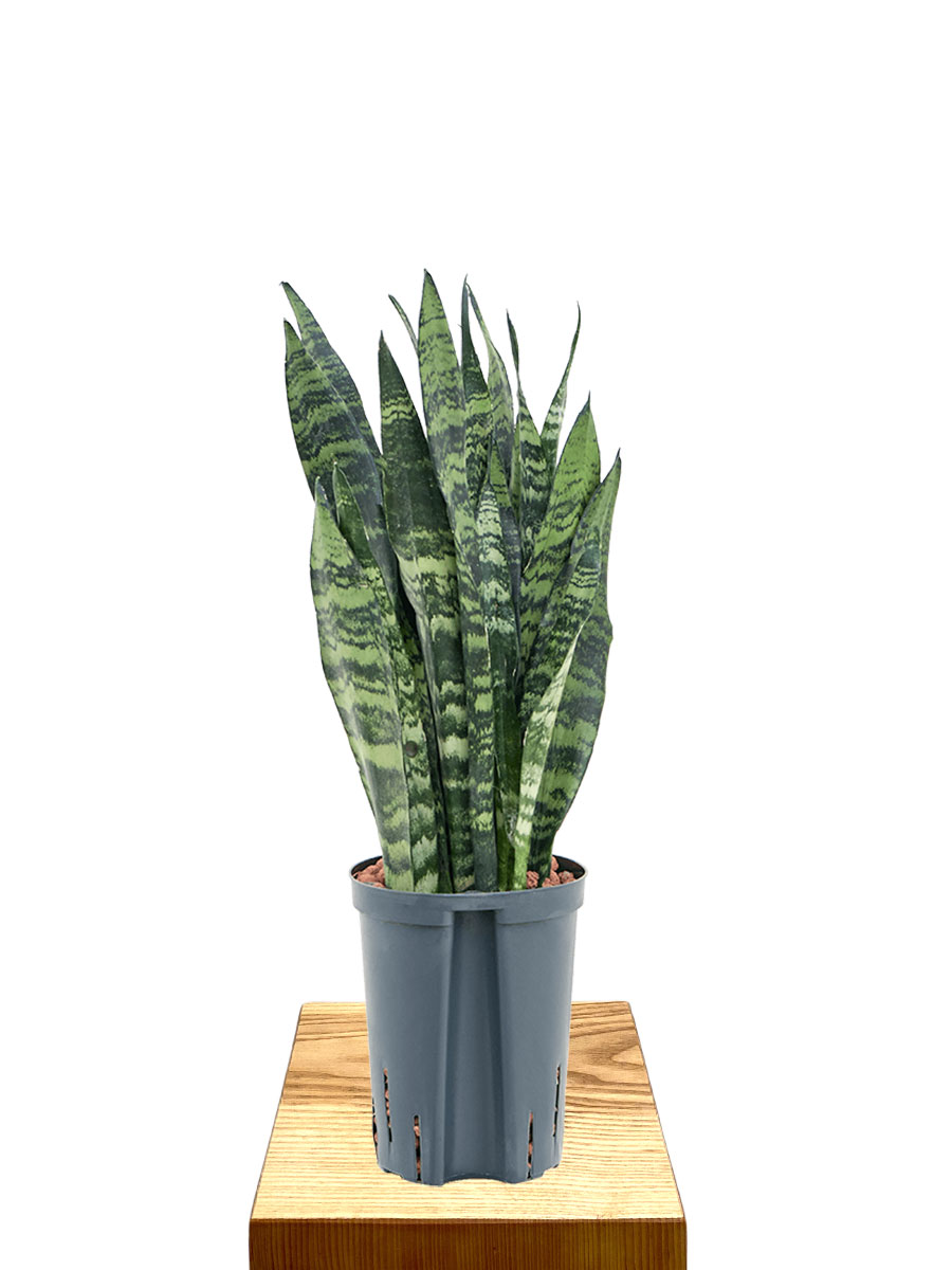 Hydro - Bogenhanf Sansevieria trifasciata Black Coral