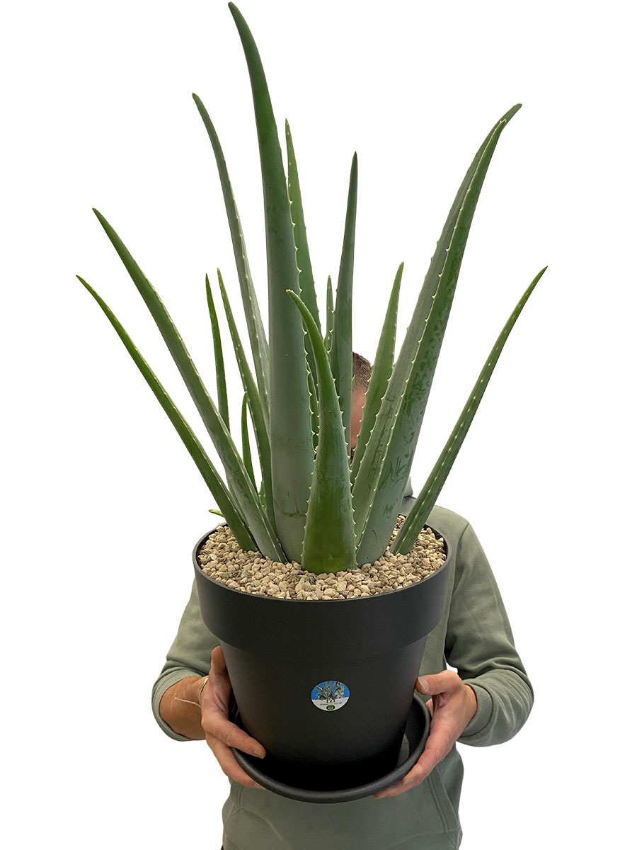 Echte Aloe Vera Bio