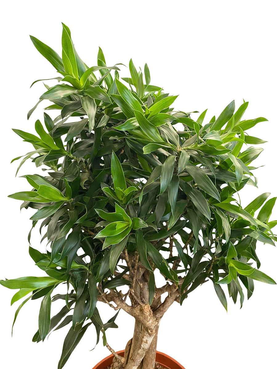 Dracaena Reflexa - Ø150 cm