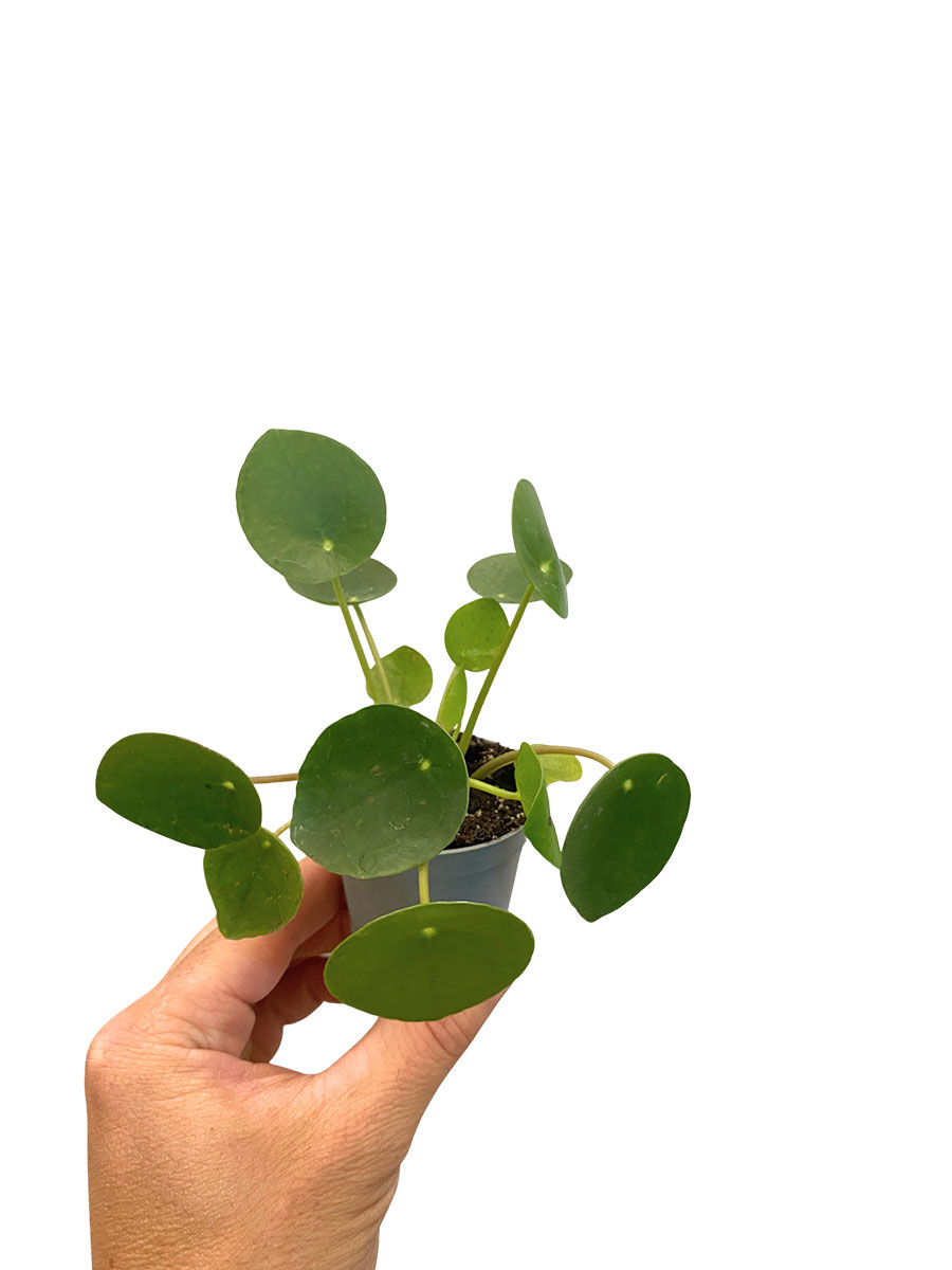 Baby Ufopflanze Pilea Peperomoides