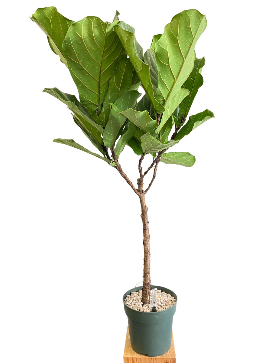 Geigenfeige Ficus Lyrata Stamm