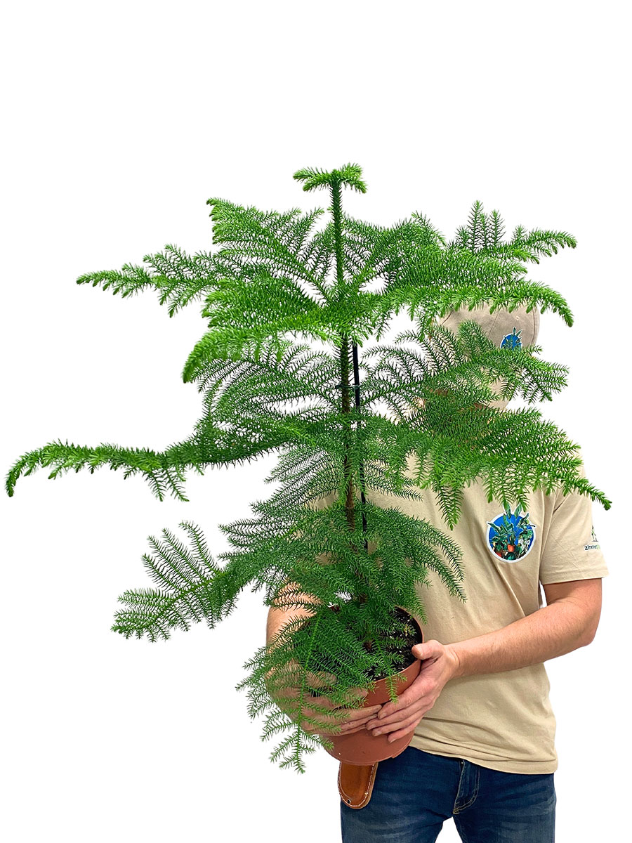 Zimmertanne Araucaria heterophylla 80cm