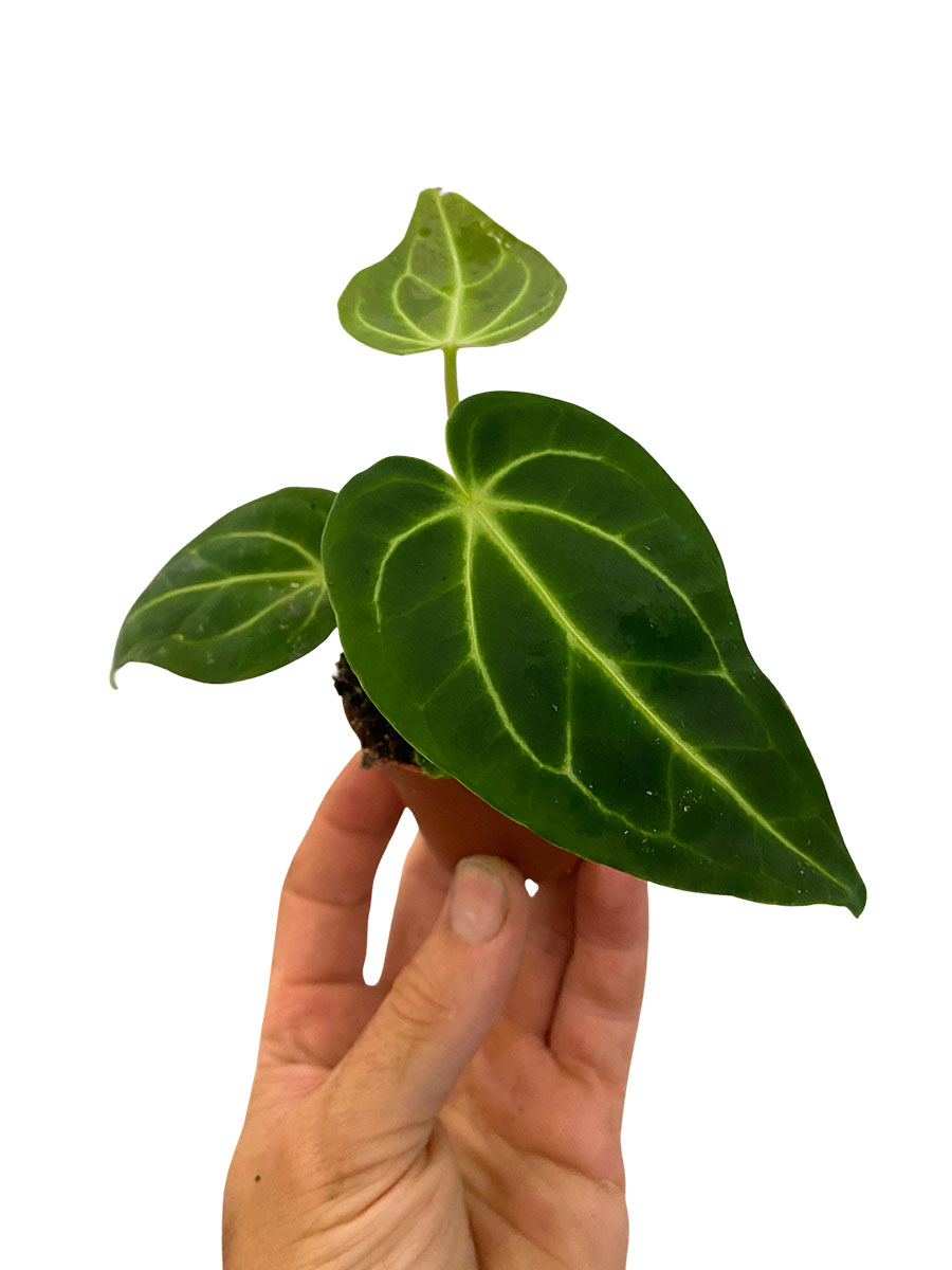 Baby Anthurium Regale