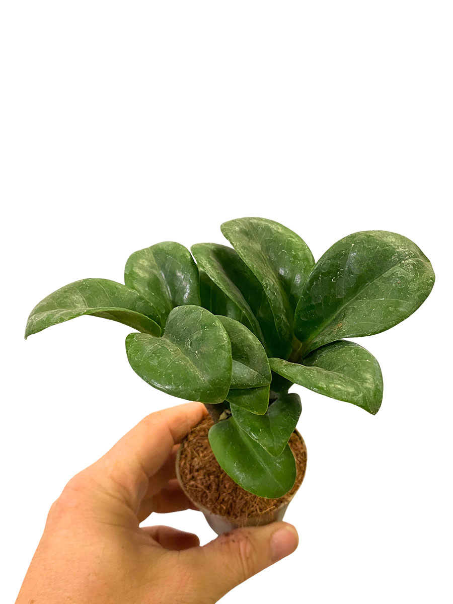 Baby Zamioculcas Zenzi