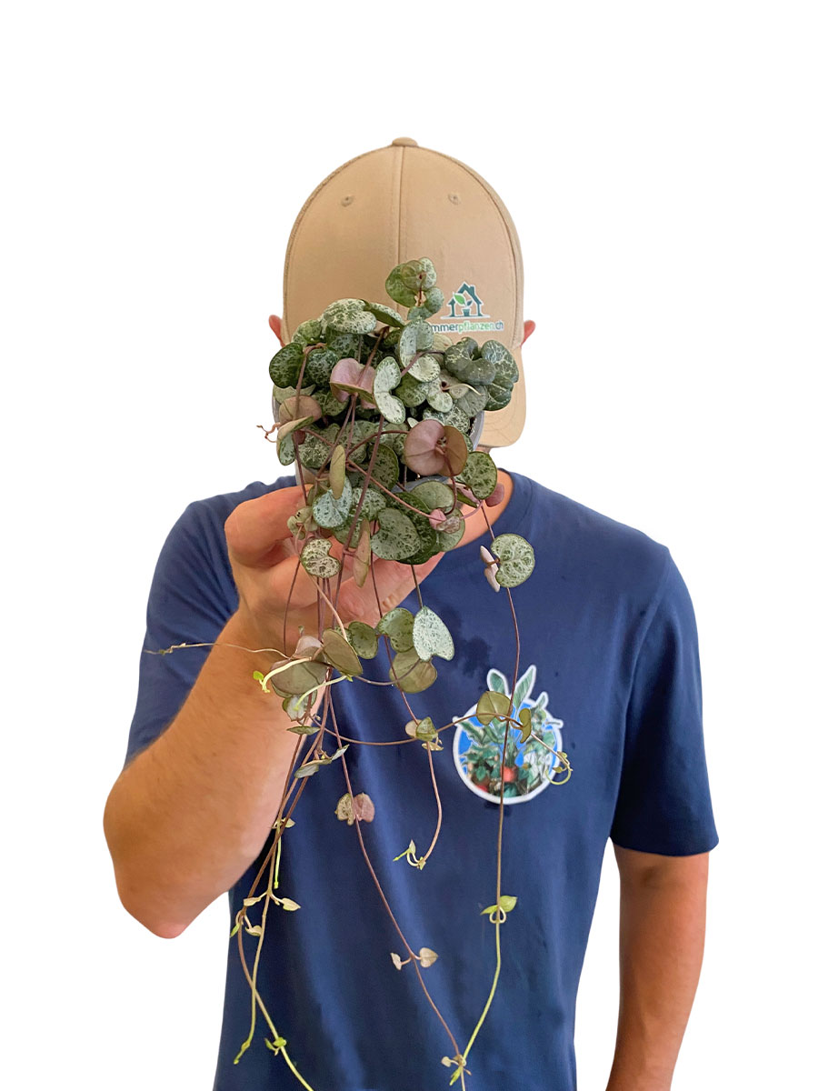 Leuchterblume Ceropegia Silver Glory - Ø9 cm