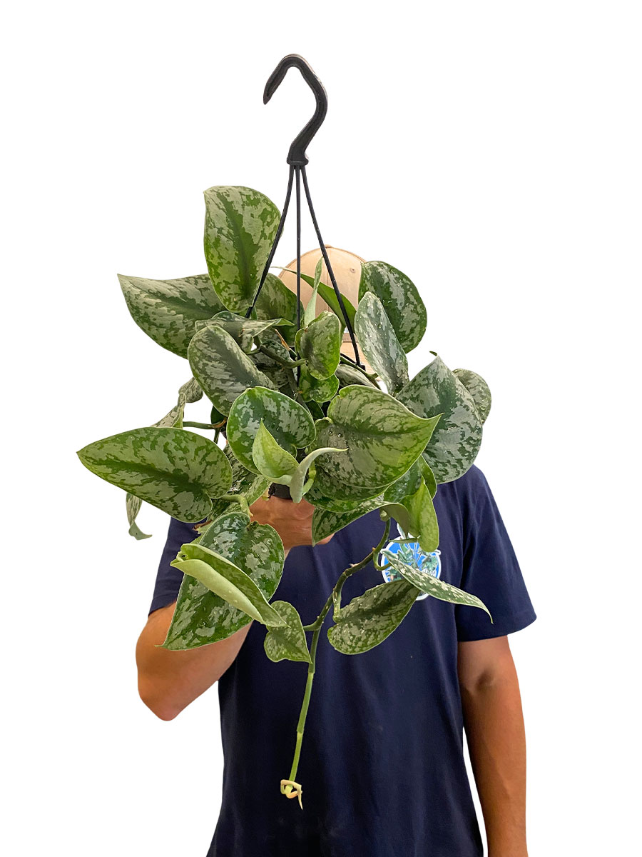 Hänger - Scindapsus Pictus Trebie