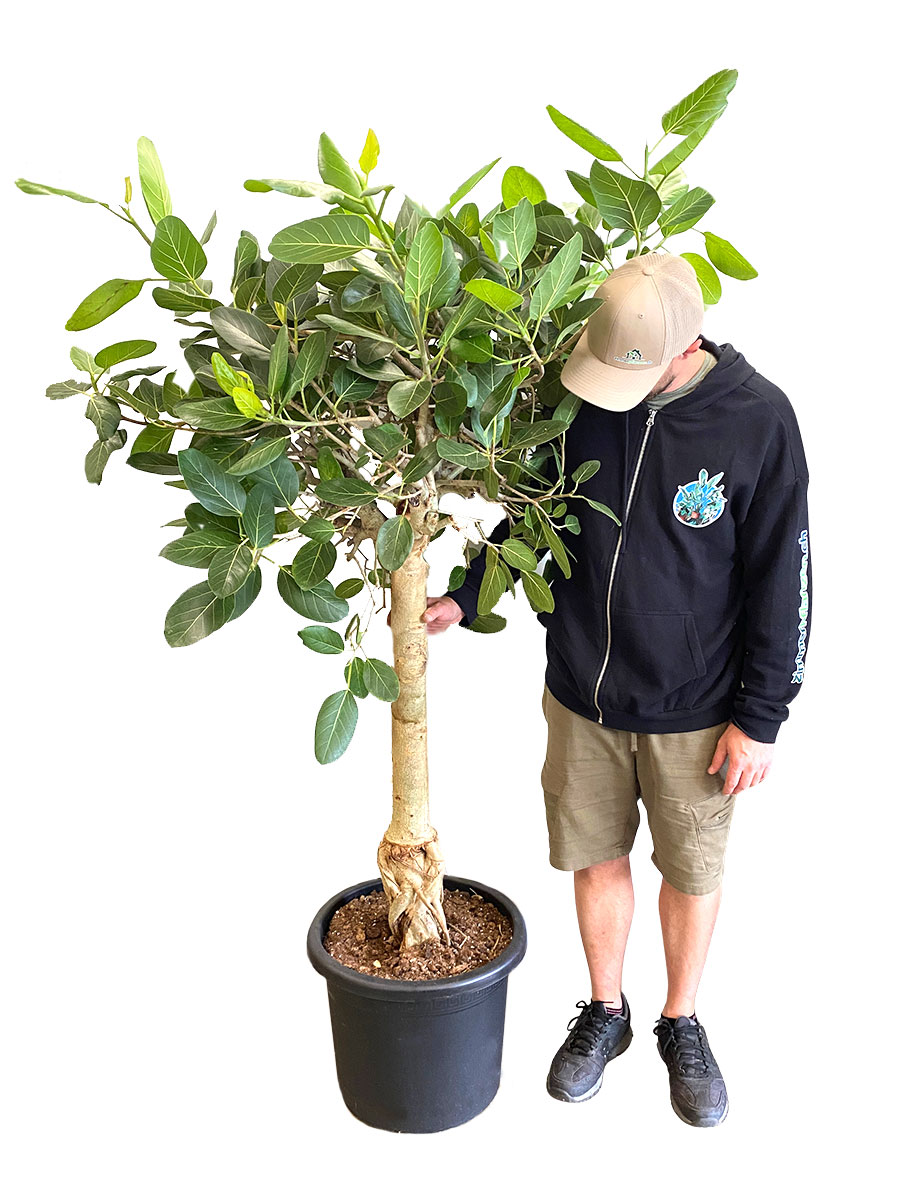 Ficus benghalensis Audrey Stamm XXL
