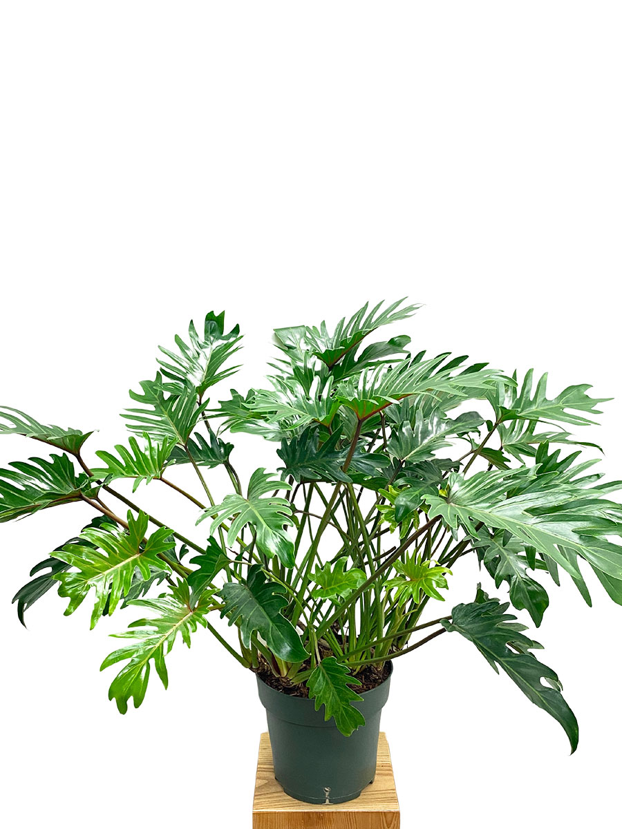 Philodendron Xanadu 60-70cm XL