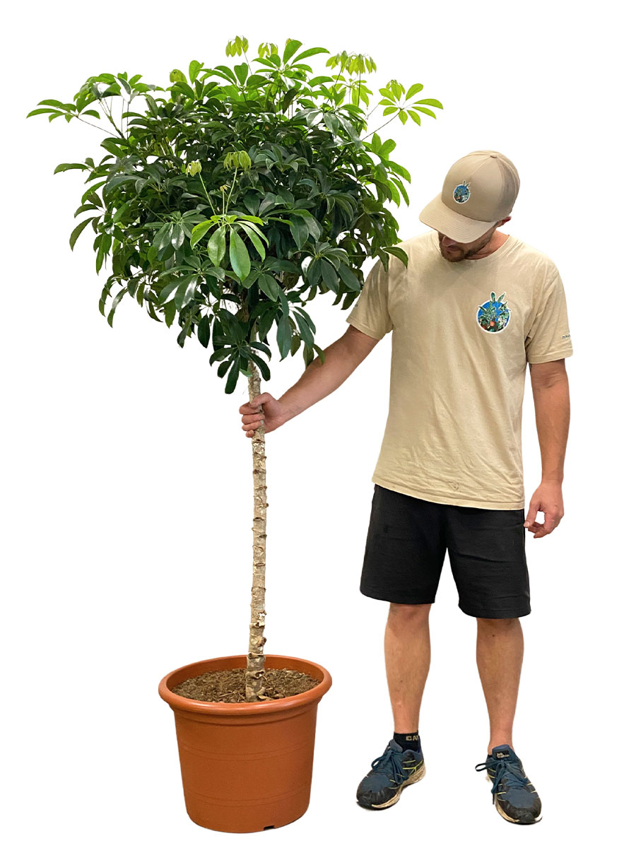 Schefflera Compacta Stamm - Gross