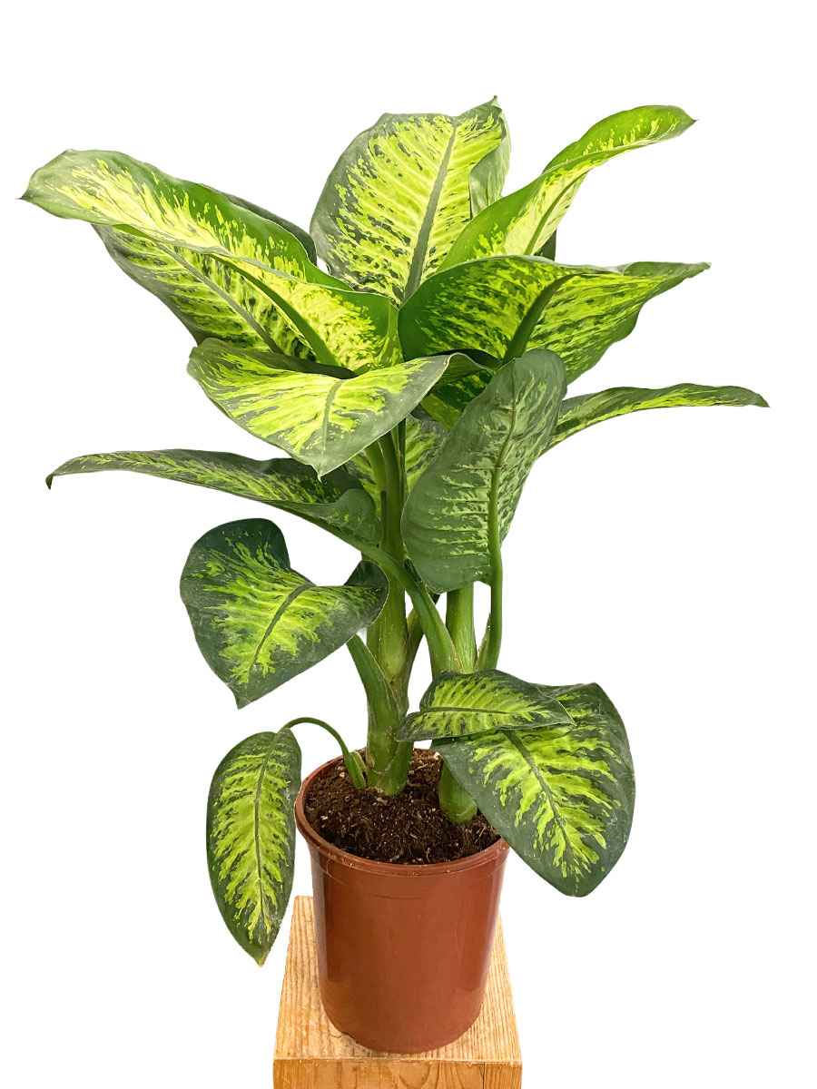 Dieffenbachia Lemon Tropic