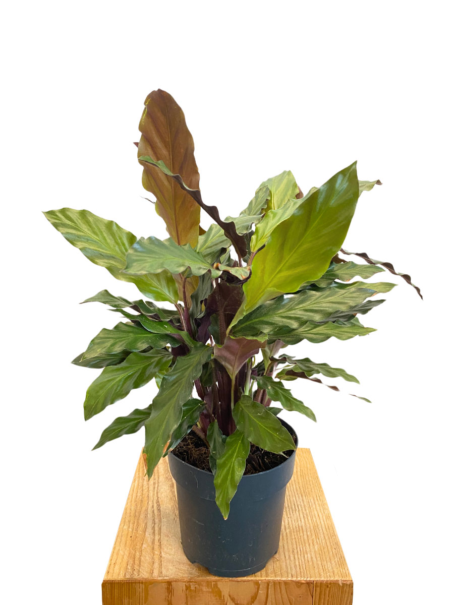 Calathea Rufibarba