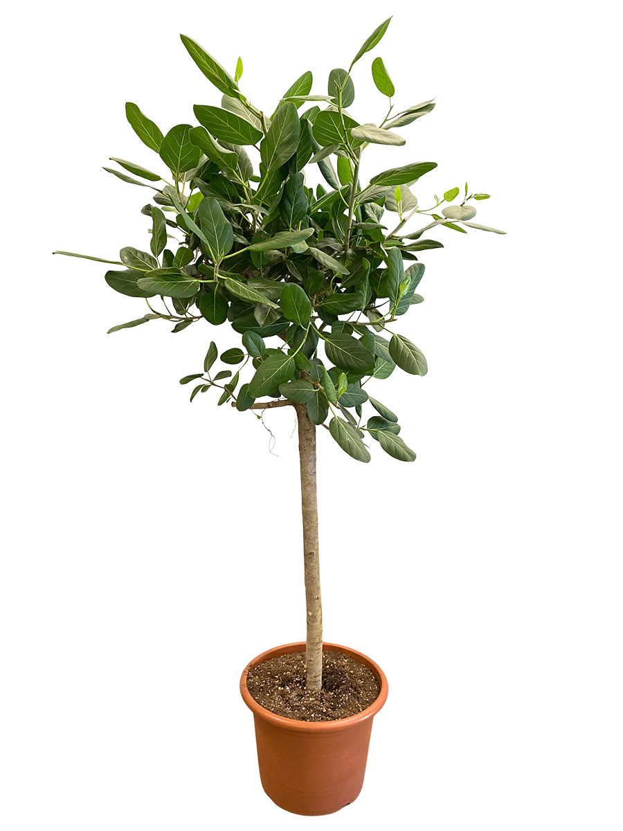 Ficus Benghalensis Audrey Stamm XXL