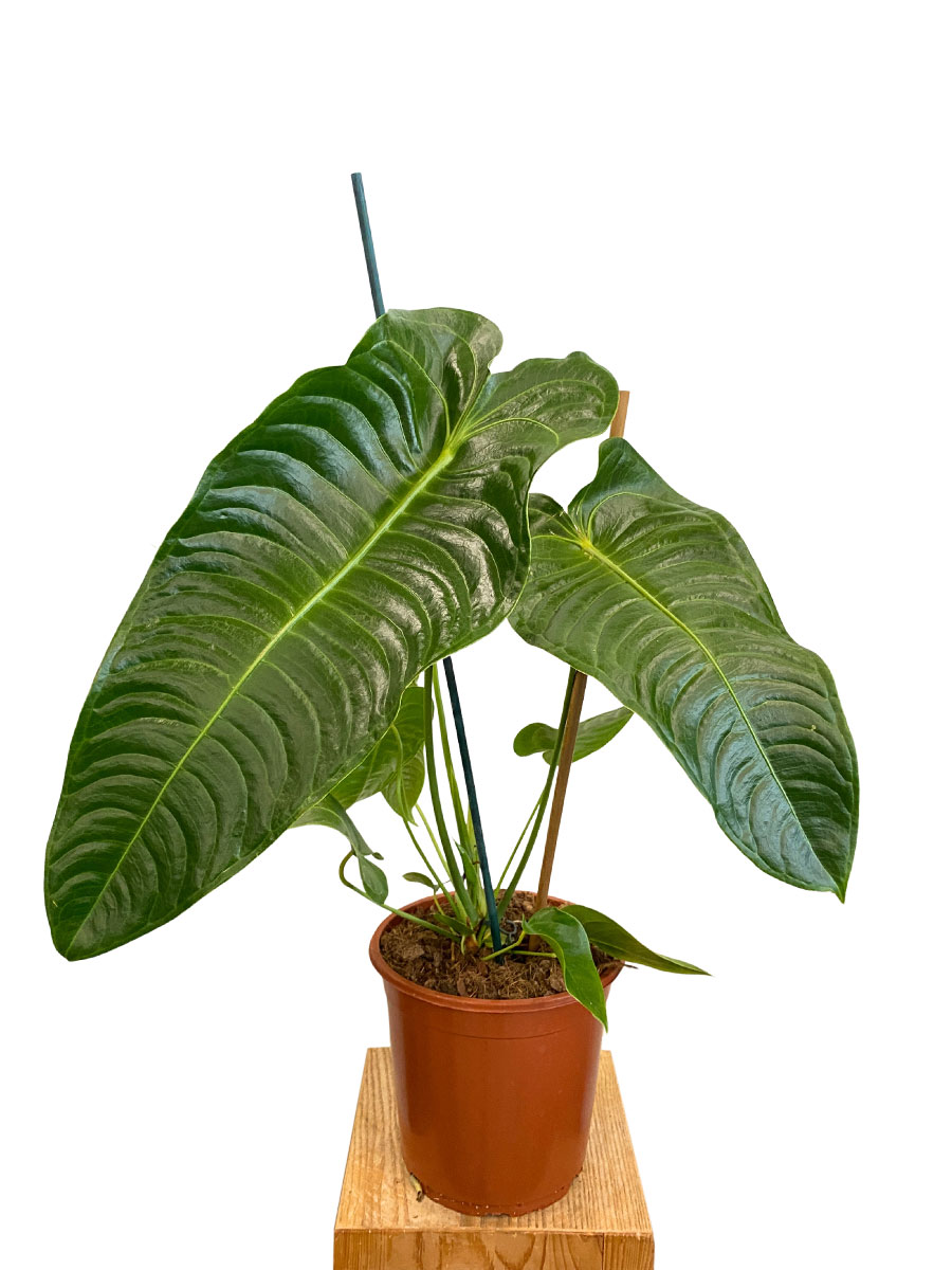 Anthurium Veitchii - Gross