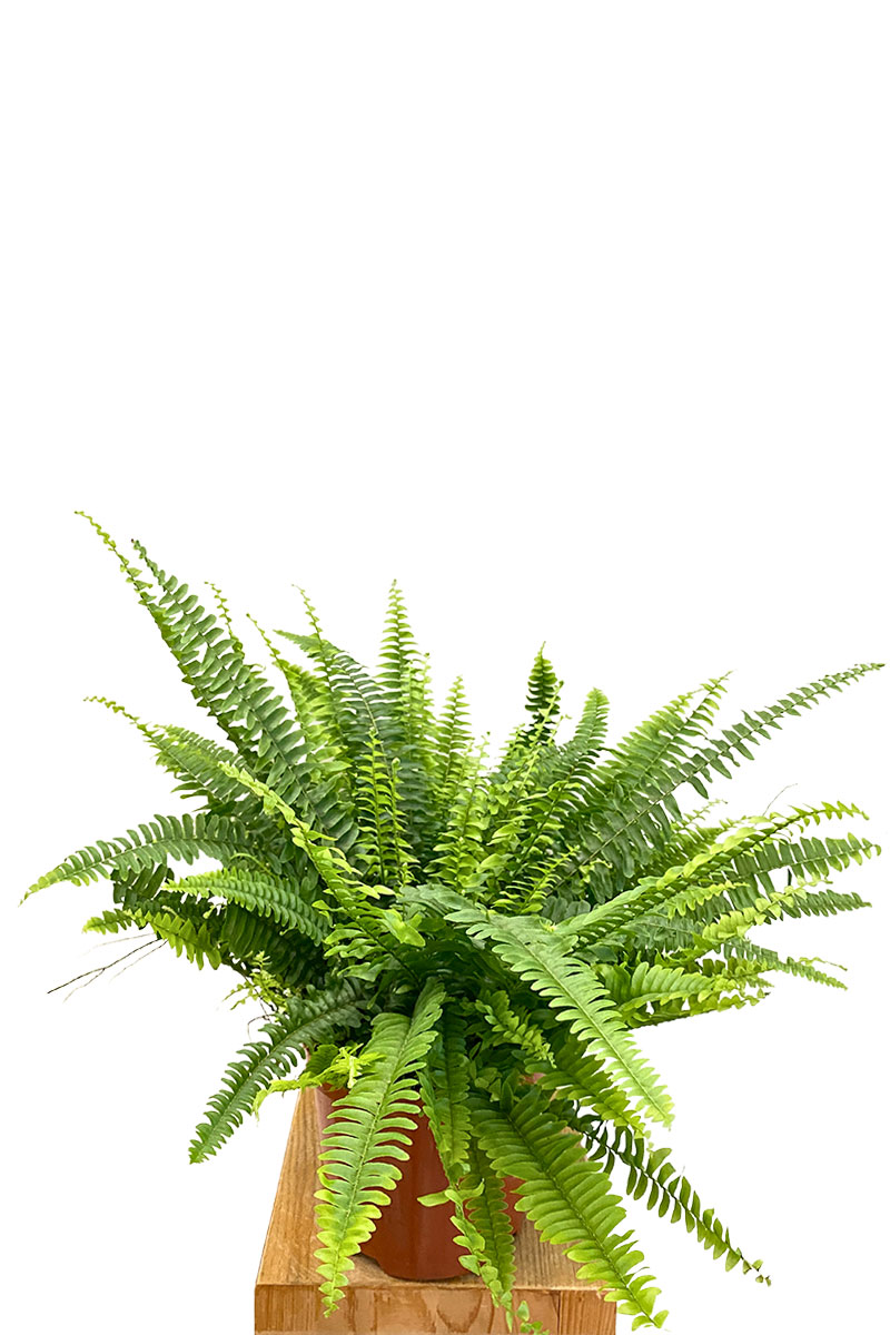 Schwertfarn Nephrolepis Exaltata