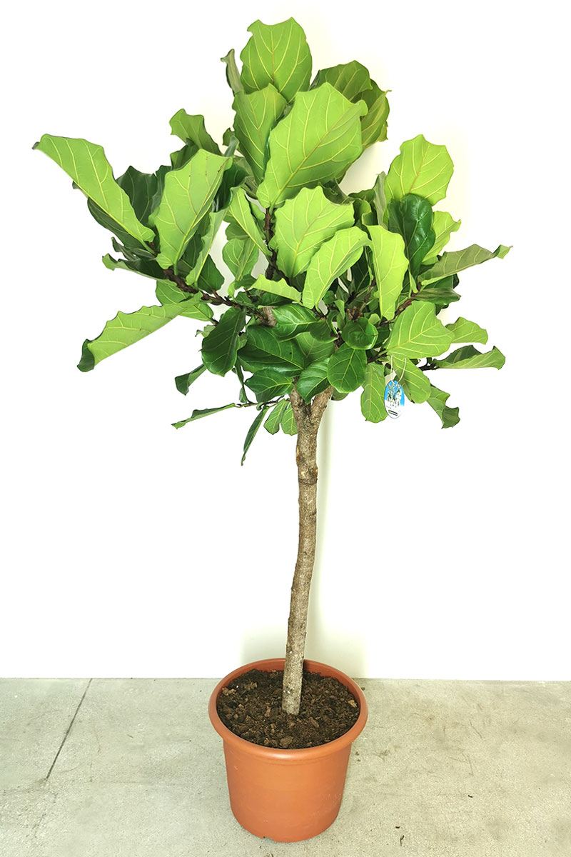 Geigenfeige Ficus lyrata Stamm 200-220cm
