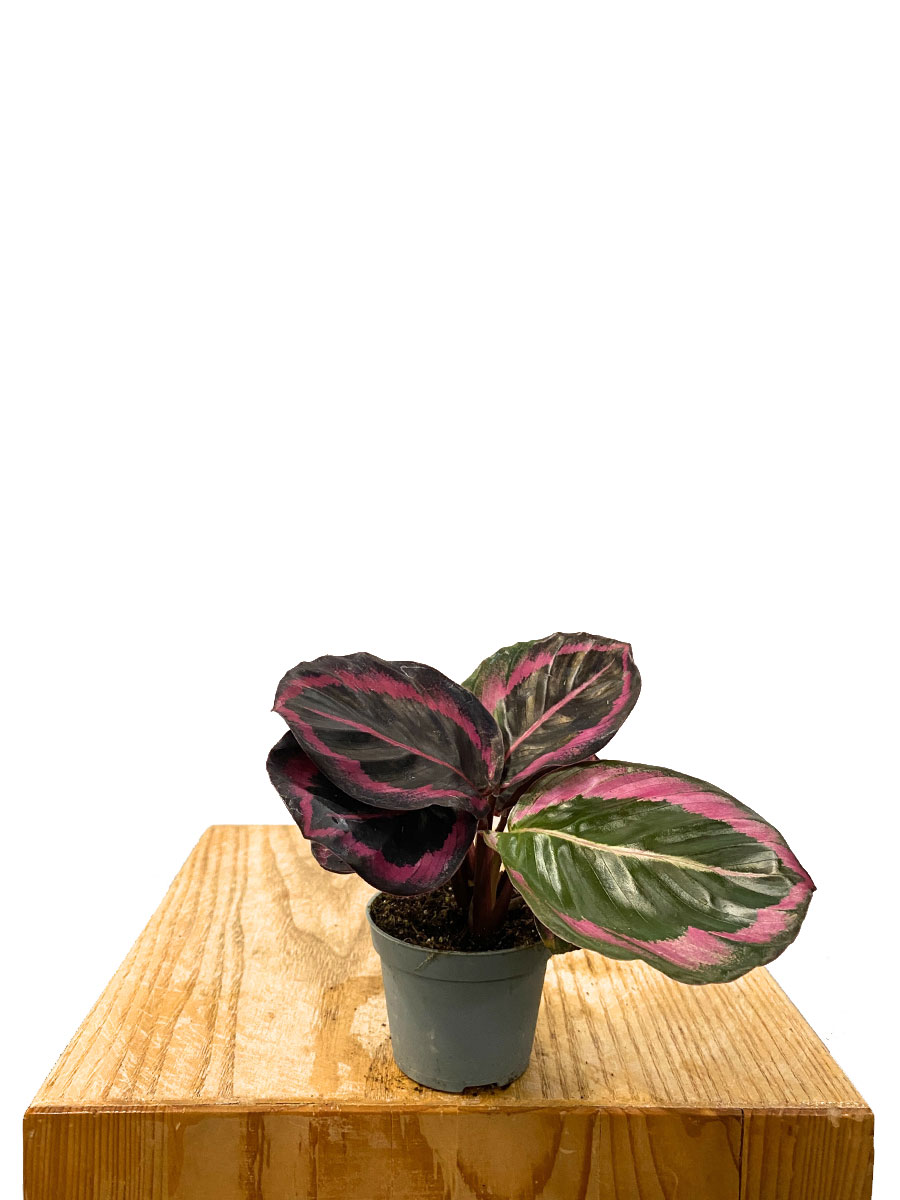 Baby Calathea Roseopicta Dottie