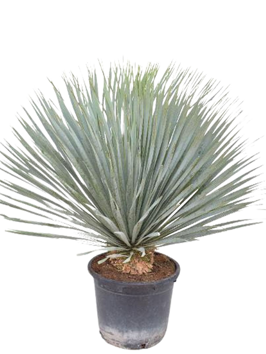 Yucca rostrata