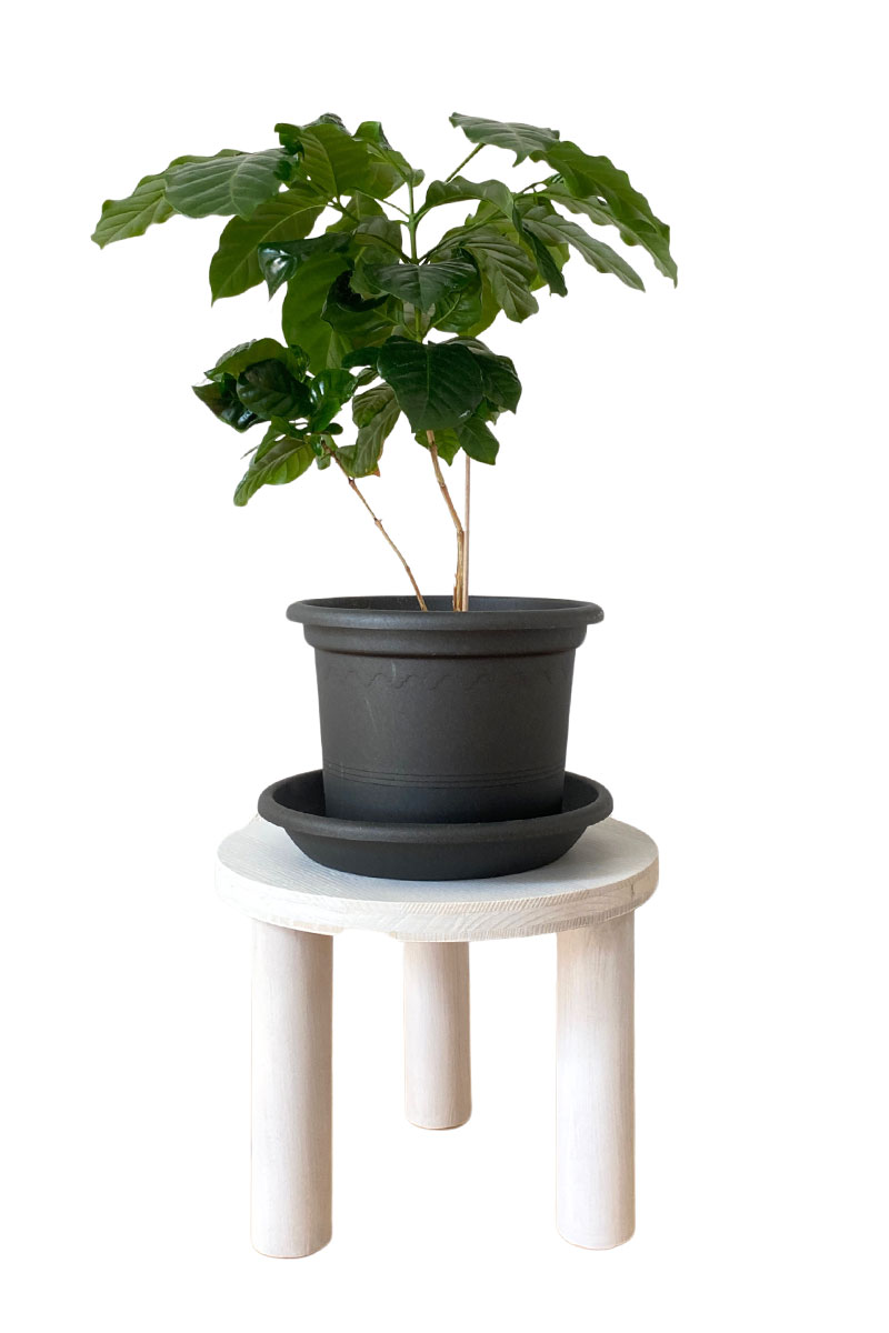 Pflanzenhocker - Ø25xH20cm - Fichtenleimholz