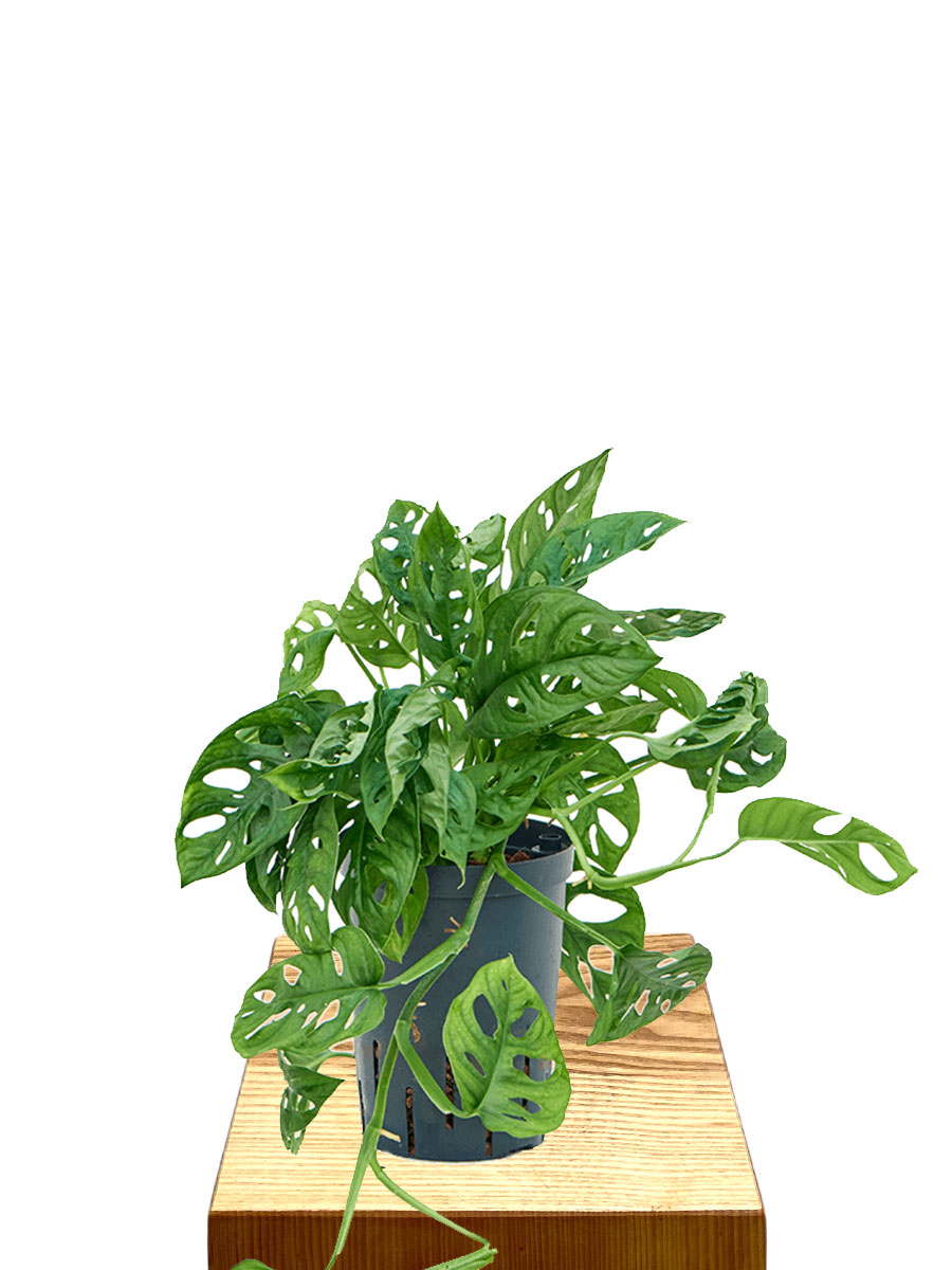 Hydro - Monstera Obliqua Monkey Leaf
