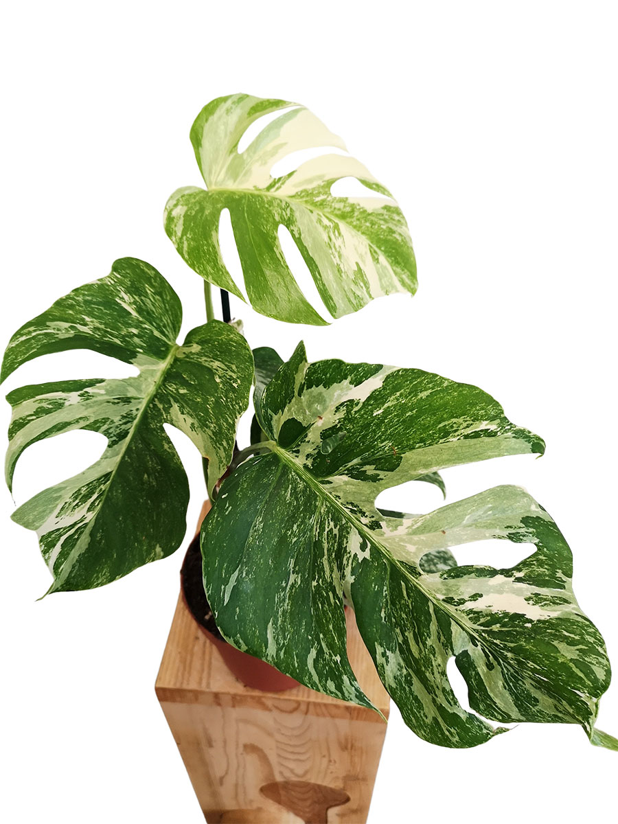 Monstera deliciosa variegata