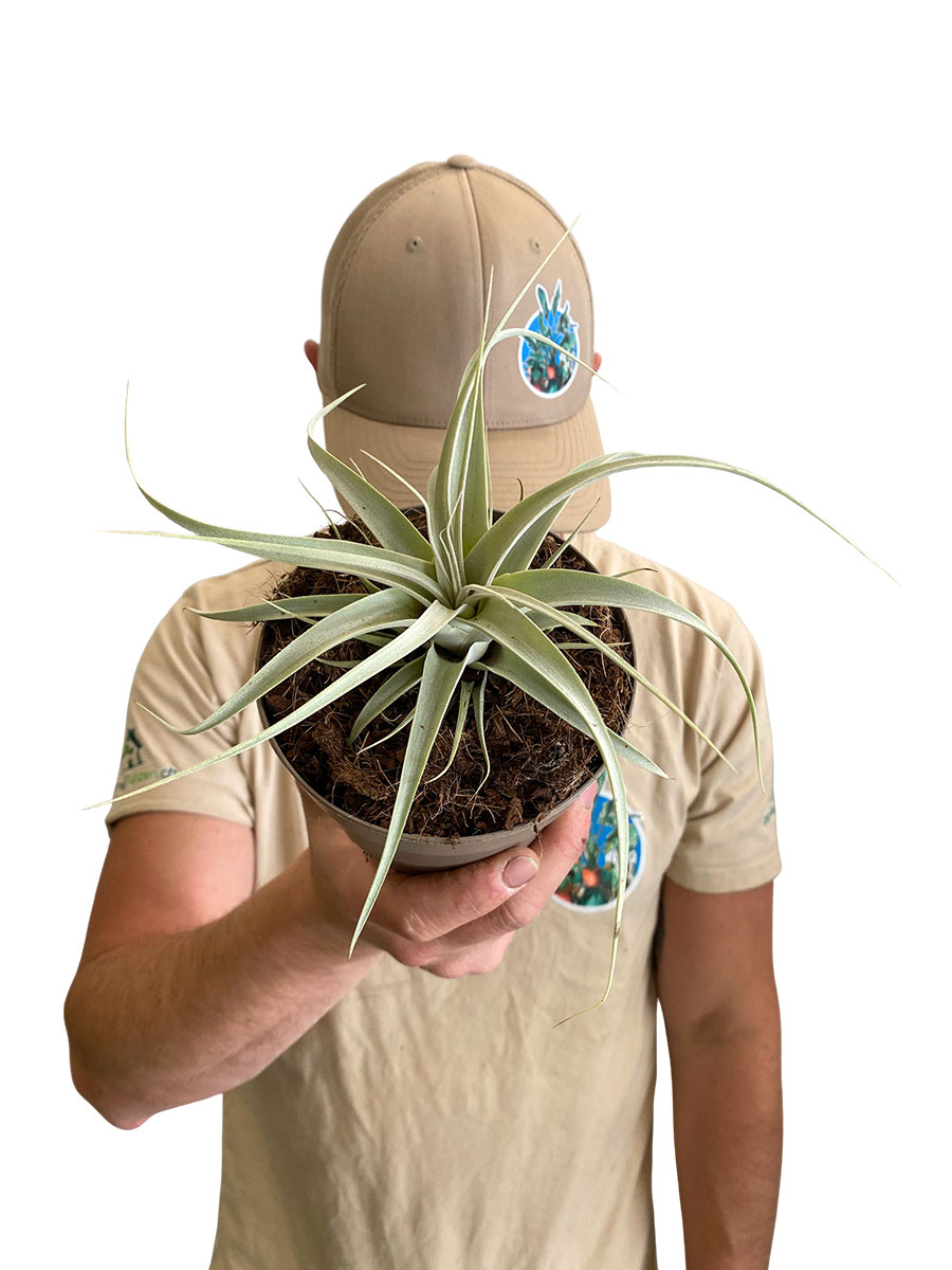 Tillandsia Xerographica Silver Beauty