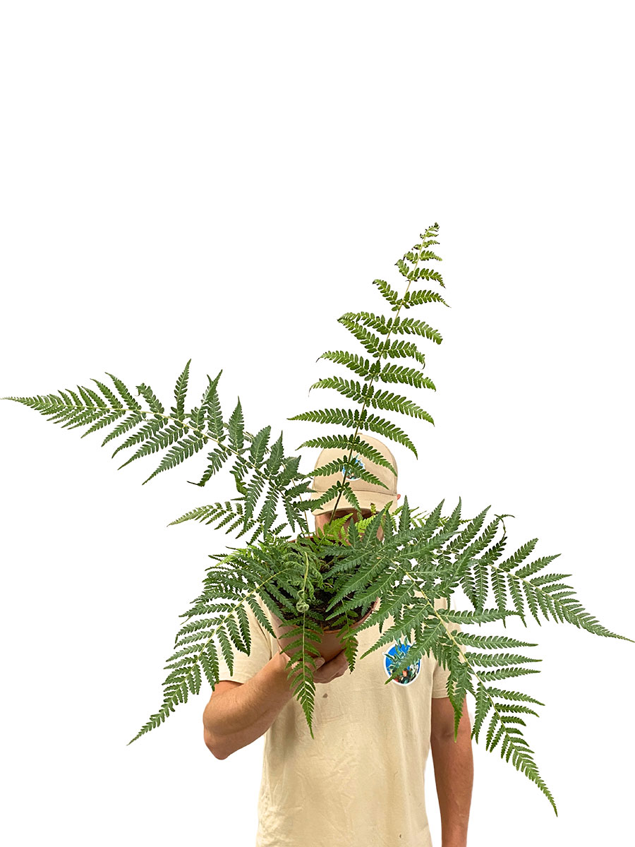 Baumfarn Dicksonia Antarctica