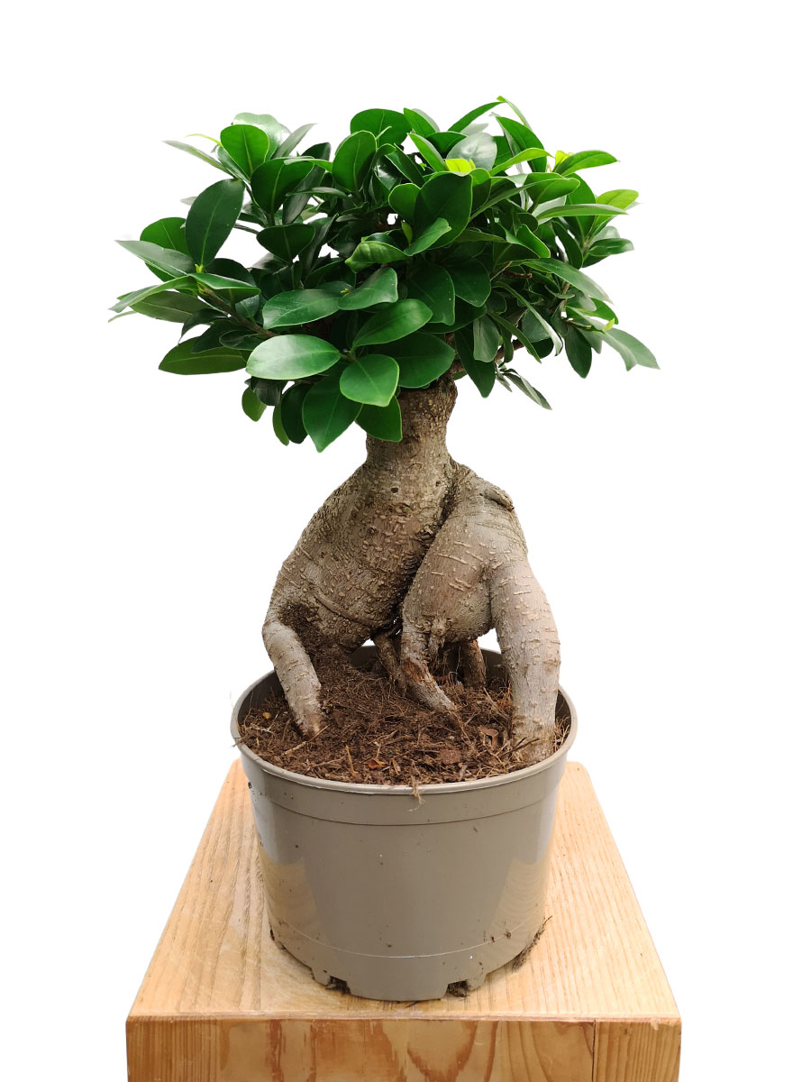 Chinesische Feige Ginseng Bonsai