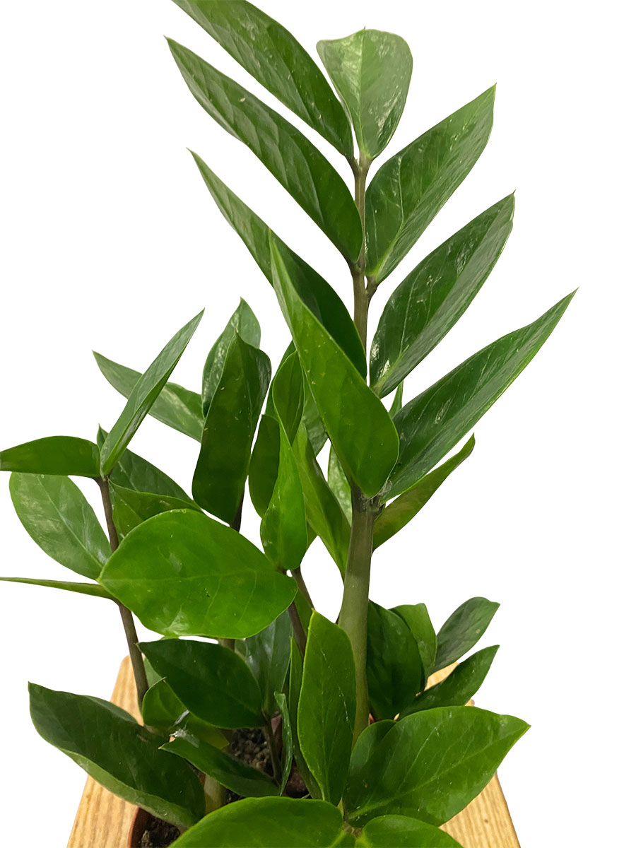 Glücksfeder Zamioculcas Zamiifolia - Ø12 cm
