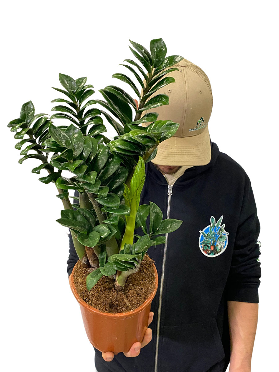 Zamioculcas Zenzi
