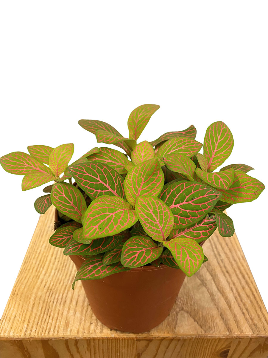Fittonia Mosaic Skeleton