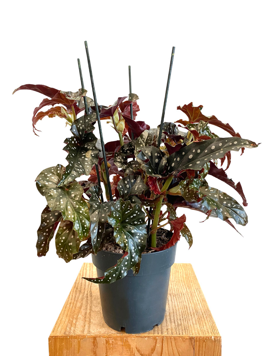 Begonia Black Forrest