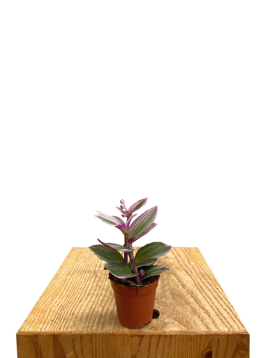 Baby Tradescantia Nanouk
