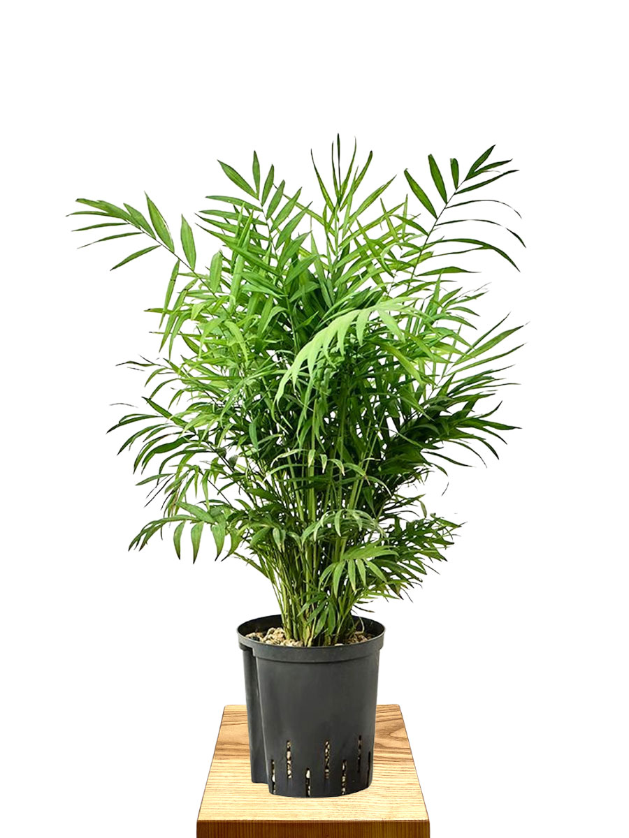 Hydro - Bergpalme Chamaedorea elegans