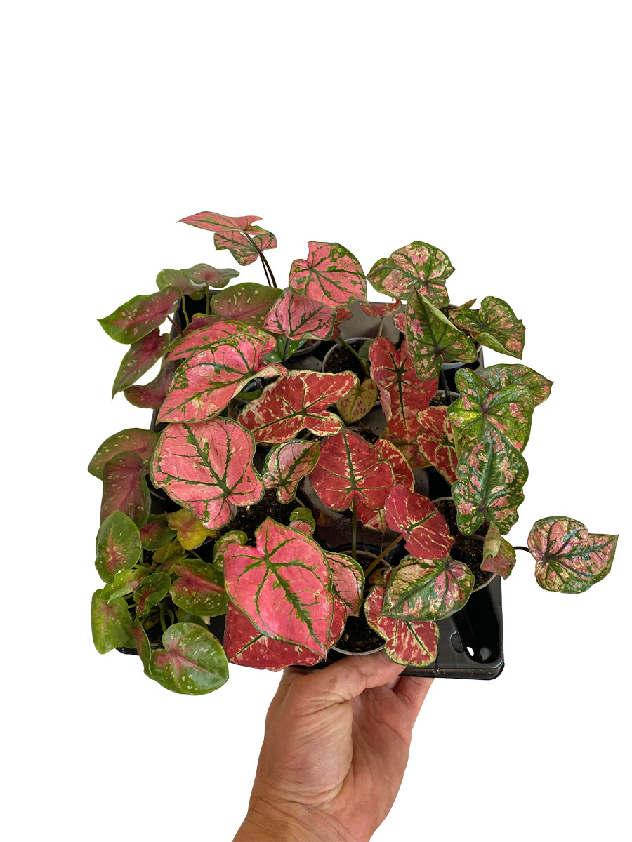 Baby Caladium Mix - 12 Stück
